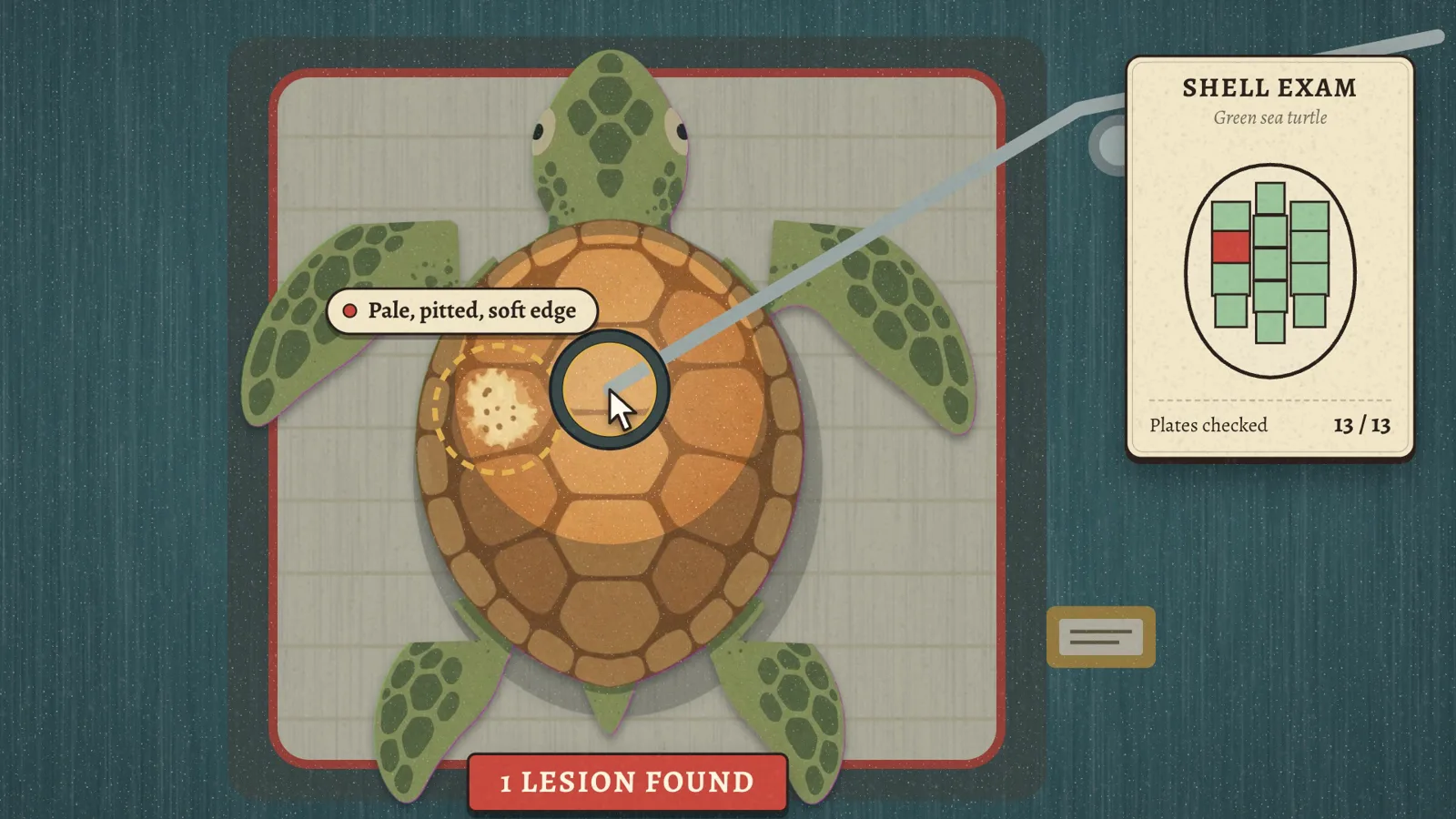 Examining a green sea turtle's shell plate by plate; one lesion found